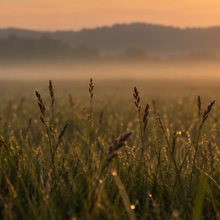 Dew on meadow grass, lit from behind