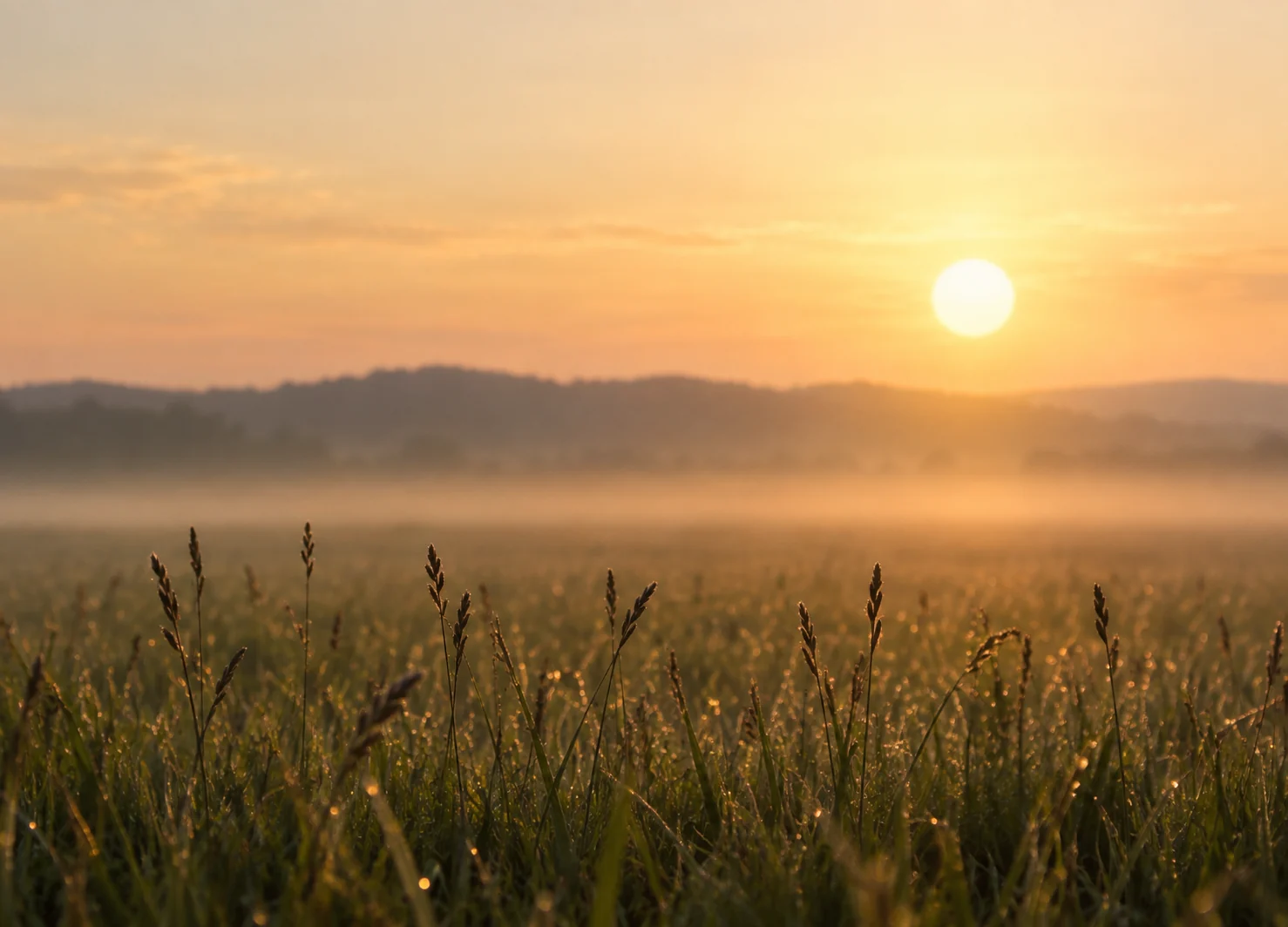 Dew on a meadow at sunrise, mist lying over the hills beyond